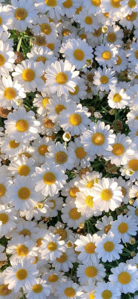 Chamomile Flowers Aesthetics Wallpaper in 2022 | Flower pictures, Wallpaper, Flowers